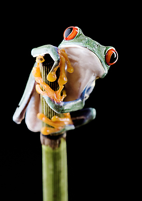 포토 JPG 해외이미지 한마리 야생동물 검은배경 실내 매달리기 양서류 사람없음 청개구리 잎줄기 해외202004 해외포토 동물 1 줄기 백그라운드 모션 개구리 내부 검은색 파일형식 이미지허브