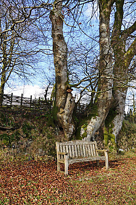 포토 JPG 해외이미지 나무 영어 길 벤치 의자 날씨 휴식 영국 잉글랜드 앉기 풍경 사람없음 목재 울타리 마을 시골 길가 다트무어 옛날 해외202004 해외포토 식물 문자 유럽 가구 컨셉 재료 모션 담장 파일형식 이미지허브