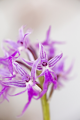 포토 JPG 해외이미지 식물 계절 꽃잎 꽃 줄기 분홍색 나비 꽃무늬 자연 주택 실내 사람없음 장식 세로 노란색 우주 정원 봄 공백 벚꽃 흰색 투명 난초 우아함 냄비 플라스틱 순수 원예 엽서 나방 내추럴 이국적 미니멀리스트 미니멀 해외202004 해외포토 컬러 곤충 컨셉 무늬 재질 취미 내부 건물 솥 편지 생태계 파일형식 이미지허브