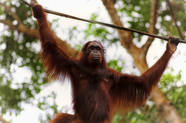 포토 JPG 해외이미지 나무 동물 공원 야생동물 새끼 오렌지 장난 자연 동물원 사람없음 활발 원숭이 숲 그네 인도네시아 멸종 유인원 원시시대 말레이시아 해외202004 해외포토 멸종위기종 식물 공공시설 아시아 컨셉 과일 포유류 역사 생태계 파일형식 이미지허브