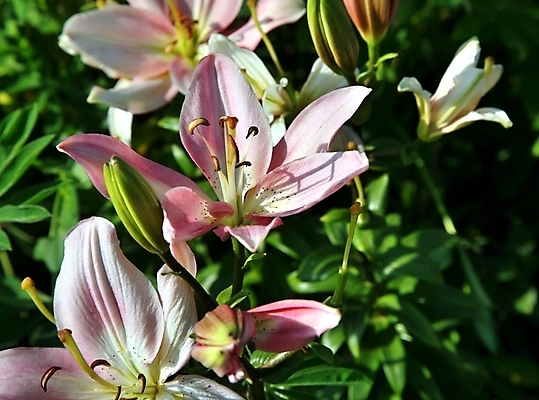 포토 JPG 해외이미지 계절 기념일 꽃잎 꽃 분홍색 결혼 백그라운드 잎 패턴 자연 휴가 발렌타인데이 선물 사랑 사람없음 장식 초록색 물 보라색 봄 젖음 물방울 축하 신선 개화 우아함 떨어짐 이슬 빗방울 오브젝트 싱글 향기 열정 부드러움 해외202004 해외포토 자연요소 식물 감정 컬러 컨셉 무늬 데이이벤트 이벤트 감각 비_날씨 생태계 냄새 파일형식 이미지허브