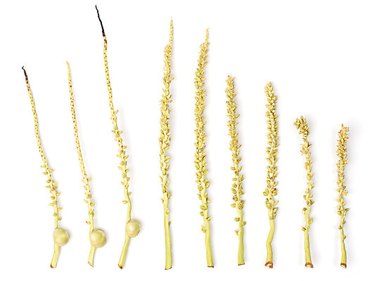 포토 JPG 해외이미지 스튜디오촬영 나무 식물 여자 남자 꽃 과학 꽃무늬 농업 자연 사람없음 농장 벚꽃 나뭇가지 묘사 오브젝트 코코넛 내추럴 해외202004 해외포토 산업 무늬 과일 실내 사람 생태계 파일형식 이미지허브