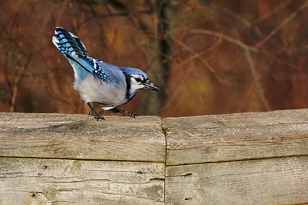 포토 JPG 해외이미지 나무 야생동물 겨울 날개 자연 조류 하늘 앉기 사람없음 야외 파란색 냉동 검은색 추위 가을 흰색 나뭇가지 숲 큼 깃털 부리 시끄러움 솜털 삼림지대 해외202004 해외포토 식물 동물 계절 컬러 모션 크기 생태계 파일형식 이미지허브