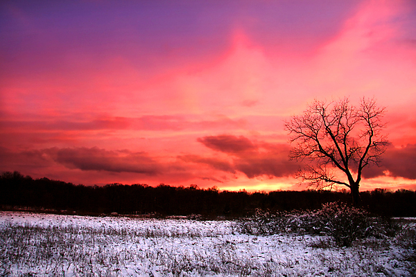 포토 JPG 해외이미지 주간 나무 겨울 자연 사람없음 야외 일몰 겨울풍경 해외202004 해외포토 자연요소 식물 계절 풍경 노을 생태계 파일형식 이미지허브