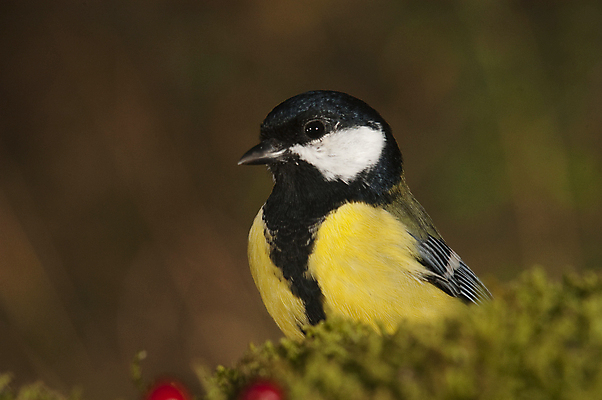 포토 JPG 해외이미지 나무 동물 공원 유럽 얼굴 야생동물 포즈 백그라운드 겨울 날개 자연 조류 앉기 사람없음 목재 컬러풀 노란색 정원 봄 가을 나뭇가지 관찰 스페인 숲 작음 큼 속도 부엉이 서식지 내추럴 해외202004 해외포토 식물 계절 공공시설 나라 컬러 재료 모션 신체부위 크기 생태계 파일형식 이미지허브