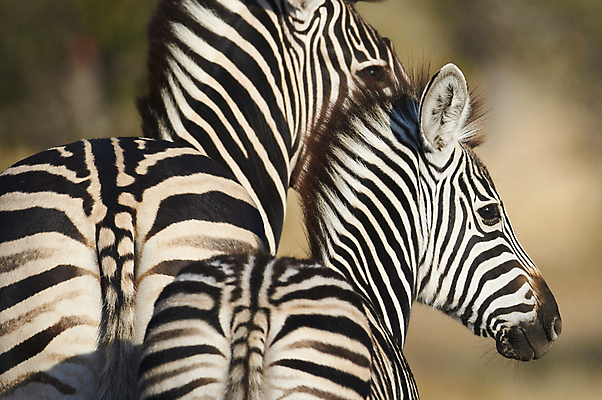 포토 JPG 해외이미지 어린이 아프리카 청소년 엄마 사람없음 검은색 줄무늬 흰색 사파리 얼룩말 사바나 해외202004 해외포토 나라 컬러 무늬 가족 사람 말_동물 파일형식 이미지허브