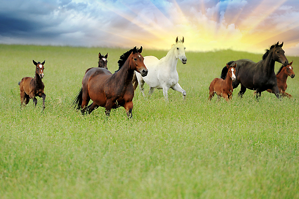 포토 JPG 해외이미지 동물 구름 남자 밭 포유류 모션 자연 하늘 사람없음 야외 초록색 여름 파란색 달리기 태양 농장 갈색 머리 점프 힘 일몰 목장 자유 광선 아기 군중 속도 먼지 갈기 망아지 무료 해외202004 해외포토 자연요소 계절 새끼 컬러 컨셉 농업 사람 신체부위 노을 말_동물 생태계 파일형식 이미지허브