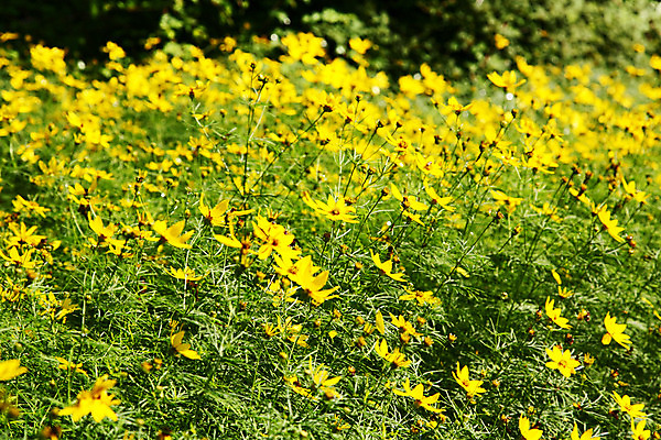 포토 JPG 해외이미지 식물 계절 공원 꽃잎 꽃 꽃무늬 전구 자연 새로움 주택 사람없음 야외 초록색 컬러풀 노란색 평화 정원 맑음 봄 활발 성장 흰색 시골 개화 저지 특별함 해외202004 해외포토 공공시설 컬러 컨셉 무늬 날씨 건물 생태계 파일형식 이미지허브