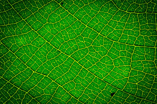 포토 JPG 해외이미지 식물 건축물 계절 선 백그라운드 잎 패턴 자연 추상 세포 건강 사람없음 초록색 환경 봄 성장 신선 변화 척추 묘사 만족 유기농 생태계 질감 심플 정맥 내추럴 광합성 대칭 방법 생태학 엘리먼트 그리너리 해외202004 해외포토 웰빙 교육 건축 감정 컬러 컨셉 무늬 뼈 혈관 파일형식 트랜드컬러 이미지허브