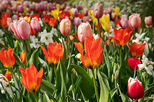 포토 JPG 해외이미지 식물 계절 꽃잎 꽃 꽃무늬 자연 사람없음 야외 컬러풀 환경 정원 봄 튤립 성장 벚꽃 신선 개화 생태계 원예 화단 내추럴 영원 해외202004 해외포토 컬러 무늬 취미 파일형식 이미지허브
