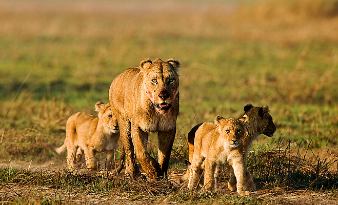 포토 JPG 해외이미지 동물 여자 야생동물 어린이 포즈 포유류 아프리카 자연 아침 생물 수염 털 3 사람없음 가로 햇빛 태양 노란색 고양이 산책 아기 황무지 혈액 위험 사자 큼 왕 모피 사냥 육식동물 사냥꾼 사자자리 표범 살인 내추럴 동물상 암사자 이국적 해외202004 해외포토 주간 자연요소 직업 나라 컬러 컨셉 휴식 사람 반려동물 조형물 별자리 범죄 크기 암컷 생태계 파일형식 이미지허브