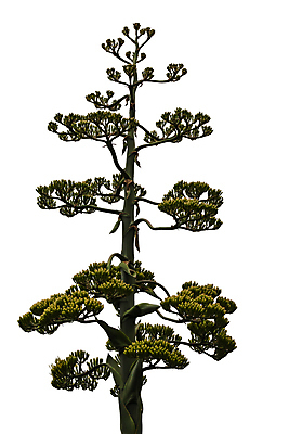 포토 JPG 해외이미지 식물 꽃 줄기 백그라운드 잎 자연 선인장 주택 사람없음 내부 초록색 물 활발 성장 흰색 가시 닫기 떨어짐 나침반 자르기 허브 슛 스파이크 고립 돌봄 세련 해외202004 해외포토 자연요소 컬러 컨셉 모션 건물 생태계 파일형식 이미지허브