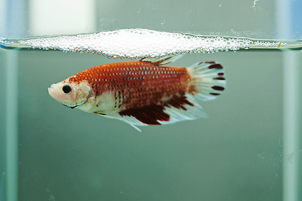 포토 JPG 해외이미지 동물 아시아 백그라운드 모션 태국 자연 불 어류 동양인 사람없음 물 반려동물 컬러풀 우주 희망 고급 우아함 호흡 군중 눈금 생물학 꼬리 싸움 지느러미 수족관 노려봄 공격적 민물 이국적 해외202004 해외포토 자연요소 교육 감정 나라 컬러 컨셉 표정 사람 인종 수중동물 생태계 파일형식 이미지허브