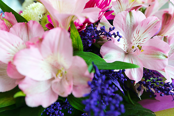 포토 JPG 해외이미지 식물 기념일 꽃잎 꽃 분홍색 꽃다발 잎 꽃무늬 자연 벽지 결혼식 발렌타인데이 선물 사랑 사람없음 장식 초록색 세트 정원 축제 놀람 봄 성장 벚꽃 흰색 축하 신선 개화 그룹 의식 큼 다발 수집 심볼 질감 향기 아로마 열정 악취 멀티 해외202004 해외포토 계절 감정 컬러 결혼 컨셉 무늬 데이이벤트 표정 이벤트 크기 생태계 냄새 파일형식 이미지허브