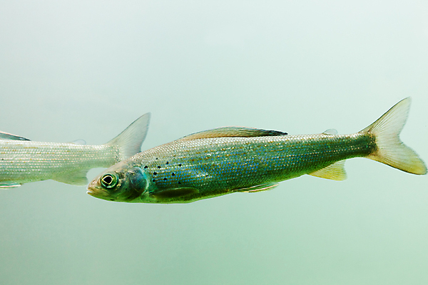 포토 JPG 해외이미지 동물 외관 응시 호수 이동 모션 자연 함께함 저울 어류 사람없음 야외 옆모습 초록색 물 파란색 빛 반짝임 강 햇빛 환경 수중 젖음 잡기 그룹 북극 날씬함 지느러미 수족관 어장 민물 블러 침몰 끈적임 해외202004 해외포토 자연요소 시선 뷰포인트 컬러 컨셉 태양 수중동물 극지방 몸매 생태계 파일형식 이미지허브