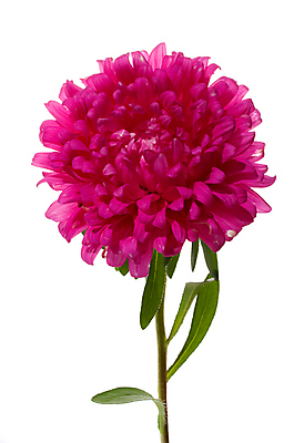 포토 JPG 해외이미지 식물 꽃잎 꽃 줄기 분홍색 백그라운드 잎 꽃무늬 자연 사람없음 머리 벚꽃 흰색 싱글 꽃가루 고립 해외202004 해외포토 컬러 무늬 신체부위 가루 생태계 파일형식 이미지허브