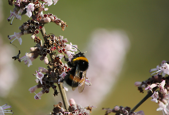 포토 JPG 해외이미지 식물 1 꽃잎 꽃 분홍색 곤충 날개 오렌지 따뜻함 사람없음 야외 초록색 컬러풀 갈색 노란색 정원 맑음 봄 성장 벚꽃 뜨거움 꿀벌 벌 제비꽃 관목 만족 싱글 꽃가루 꿀 라일락 내추럴 호박벌 해외202004 해외포토 나무 동물 계절 감정 컬러 과일 날씨 벌_곤충 가루 파일형식 이미지허브