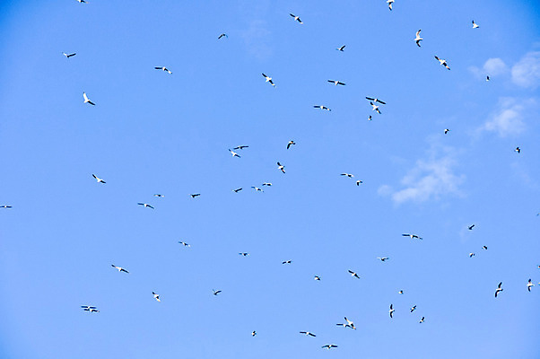 포토 JPG 해외이미지 실루엣 야생동물 여행 이동 신체 날개 모션 자연 조류 하늘 항해 사람없음 파란색 농장 황혼 일몰 흰색 중앙 깃털 모자이크 거위 철새 내추럴 떠남 워싱턴 많음 해외202004 해외포토 동물 컬러 컨셉 농업 배_교통 촬영기법 노을 미국 생태계 파일형식 이미지허브