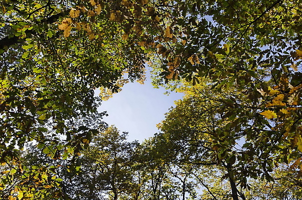 포토 JPG 해외이미지 나무 백그라운드 단풍 잎 오렌지 자연 풍경 사람없음 목재 빨간색 초록색 빛 컬러풀 햇빛 갈색 노란색 환경 맑음 하이킹 가을 나뭇가지 떨어짐 숲 내추럴 광 땅바닥 해외202004 해외포토 식물 계절 컬러 컨셉 과일 재료 레저 날씨 바닥 태양 생태계 파일형식 이미지허브