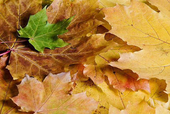 포토 JPG 해외이미지 나무 식물 계절 백그라운드 단풍 잎 오렌지 자연 휴가 프레임 사람없음 빨간색 컬러풀 노란색 가을 11월 추수감사절 10월 해외202004 해외포토 기독교 컬러 과일 날짜 생태계 파일형식 이미지허브