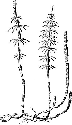 EPS 해외이미지 식물 선 줄기 일러스트 미술 검은색 수확 흰색 발사 싱글 그림 판화 총쏘기 해외202004 해외일러스트 컬러 농업 모션 문화예술 파일형식 벡터 이미지허브