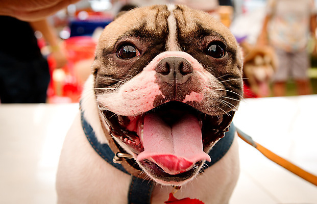 포토 JPG 해외이미지 동물 1 응시 행복 새끼 백그라운드 포유류 자연 사랑 사람 앉기 사람없음 반려동물 갈색 머리 검은색 우정 흰색 잠 뜨거움 개 달콤 강아지 작음 귀 슛 불독 송곳니 프랑스어 고립 기르기 유래 해외202004 해외포토 문자 시선 감정 컬러 모션 신체부위 친구 맛 치아 크기 생태계 돌봄 파일형식 이미지허브