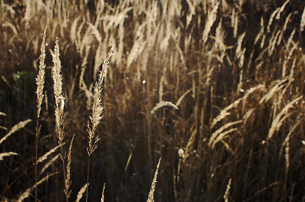 포토 JPG 해외이미지 나무 식물 손 꽃 지구 어린이 백그라운드 잎 꽃무늬 농업 자연 새로움 선물 씨앗 사람 사람없음 초록색 컬러풀 새싹 환경 정원 봄 성장 보호 보석 원예 먼지 돌봄 땅바닥 모종 생태학 처음 해외202004 해외포토 계절 교육 산업 컬러 컨셉 무늬 모션 바닥 취미 신체부위 광석 생태계 파일형식 이미지허브