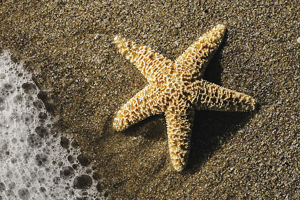 포토 JPG 해외이미지 모양 계절 별 모래 파도 바다 섬 여행 백그라운드 자연 휴가 휴식 불가사리 어류 풍경 해변 사람없음 야외 물 여름 모래사장 햇빛 껍질 흰색 휴양지 장면 내추럴 파라다이스 해외202004 해외포토 자연요소 컬러 컨셉 극피동물 태양 수중동물 장소 생태계 파일형식 이미지허브