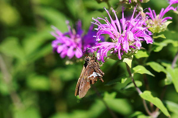 포토 JPG 해외이미지 식물 동물 꽃 야생동물 나비 곤충 잎 오렌지 자연 앉기 사람없음 빨간색 초록색 컬러풀 정원 검은색 봄 시골 벌레 작음 큼 체크무늬 내추럴 동물상 해외202004 해외포토 계절 컬러 무늬 과일 모션 조형물 크기 생태계 파일형식 이미지허브