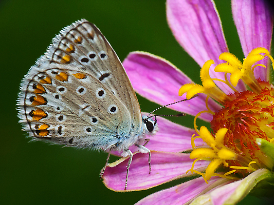 포토 JPG 해외이미지 동물 나비 곤충 잎 밭 오렌지 자연 사람없음 야외 초록색 빛 컬러풀 자유 우아함 벌레 해외202004 해외포토 식물 컬러 컨셉 농업 과일 생태계 파일형식 이미지허브