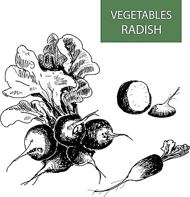 EPS 해외이미지 식물 선 음식 채소 일러스트 재료 자연 건강 요리 씨앗 세트 식당 정원 검은색 저녁식사 수확 골동품 그룹 수집 메뉴 그림 유기농 원예 복고 뿌리 칼로리 판화 내추럴 고립 총각무 해외202004 해외일러스트 웰빙 컬러 농업 미술 취미 상점 식사 무 생태계 파일형식 벡터 이미지허브