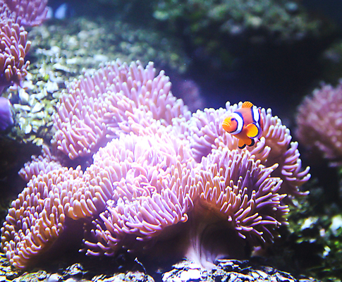 포토 JPG 해외이미지 동물 야생동물 바다 섬 백그라운드 자연 이집트 어류 사람없음 빨간색 물 파란색 컬러풀 햇빛 환경 수중 다양 산호 생태계 암초 수족관 홍해 스펀지 내추럴 후보 해외202004 해외포토 자연요소 컬러 다수 아프리카 태양 수중동물 자포동물 파일형식 이미지허브