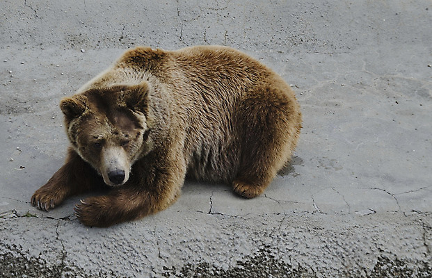포토 JPG 해외이미지 동물 얼굴 곰 포유류 휴식 털 사람없음 갈색 정원 힘 코트 위험 큼 귀 육식동물 무거움 해외202004 해외포토 컬러 컨셉 신체부위 외투 무게 크기 파일형식 이미지허브