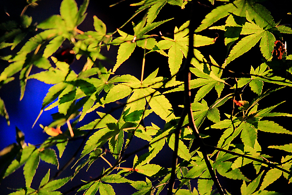 포토 JPG 해외이미지 나무 식물 계절 공원 실루엣 도로 여행 백그라운드 무지개 잎 패턴 자연 하늘 지붕 휴식 풍경 사람없음 빨간색 파란색 빛 컬러풀 햇빛 태양 정원 일본 활발 덮개 가을 나뭇가지 신선 보행로 닫기 숲 그늘 오솔길 강렬 해외202004 해외포토 자연요소 공공시설 아시아 길 컬러 컨셉 무늬 교통시설 모션 촬영기법 뚜껑 생태계 파일형식 이미지허브