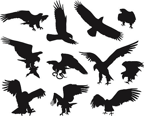 EPS 해외이미지 동물 디자인 실루엣 야생동물 백그라운드 날개 일러스트 자연 조류 추상 검은색 힘 자유 흰색 비행 황무지 문신 심볼 깃털 사인 사냥 클립 부리 근육질 윤곽 독수리 대머리 부족 고립 숭배 엘리먼트 집게발 착륙 해외202004 해외일러스트 헤어스타일 컬러 컨셉 무늬 근육 촬영기법 몸매 생태계 파일형식 벡터 이미지허브