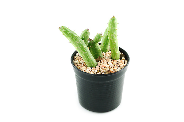 포토 JPG 해외이미지 나무 식물 화분 자연 선인장 사람없음 초록색 흰색 냄비 오브젝트 고립 모종 해외202004 해외포토 컬러 솥 생태계 파일형식 이미지허브