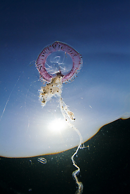 포토 JPG 해외이미지 동물 바다 자연 이집트 어류 사람없음 물 파란색 태양 보라색 수중 투명 암초 젤리 홍해 해외202004 해외포토 자연요소 컬러 아프리카 디저트 수중동물 생태계 파일형식 이미지허브