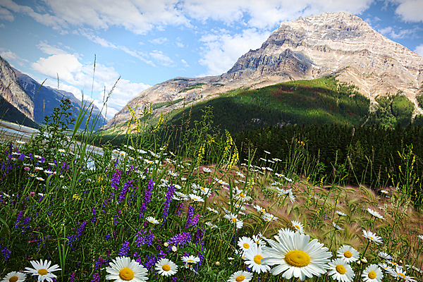 포토 JPG 해외이미지 나무 공원 꽃 여행 캐나다 북아메리카 밭 자연 산 국립공원 풍경 사람없음 여름 캠핑 하이킹 자유 체험 개화 황무지 숲 암초 드넓은 밴프 앨버타 전국 해외202004 해외포토 식물 계절 공공시설 컨셉 농업 레저 아메리카 생태계 파일형식 이미지허브