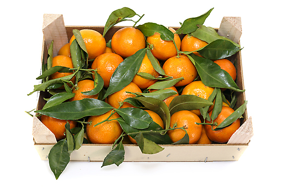 포토 JPG 해외이미지 음식 잎 농업 다이어트 오렌지 과일 자연 귤 사람없음 목재 초록색 상자 컬러풀 흰색 신선 달콤 상쾌 고립 숙성 많음 해외202004 해외포토 나무 식물 감정 산업 컬러 컨셉 재료 건강 맛 생태계 파일형식 이미지허브