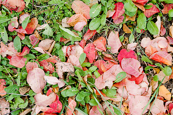 포토 JPG 해외이미지 나무 식물 계절 공원 백그라운드 단풍 잎 패턴 오렌지 자연 건조 기술 사람없음 야외 장식 가로 빨간색 초록색 갈색 노란색 활발 할로윈 가을 황금 숲 땅 질감 장면 모음 리빙 정맥 내추럴 멀티 옛날 해외202004 해외포토 공공시설 컬러 컨셉 무늬 과일 생태계 혈관 파일형식 이미지허브