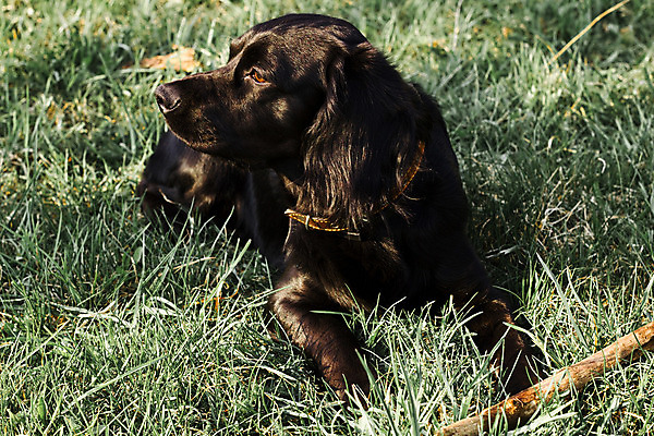 포토 JPG 해외이미지 동물 영어 응시 얼굴 밭 털 사람없음 야외 초록색 여름 반려동물 갈색 머리 맑음 검은색 봄 스패니얼 가을 아기 개 달콤 강아지 송곳니 기르기 유래 해외202004 해외포토 문자 시선 계절 컬러 농업 포유류 날씨 사람 신체부위 맛 치아 돌봄 파일형식 이미지허브