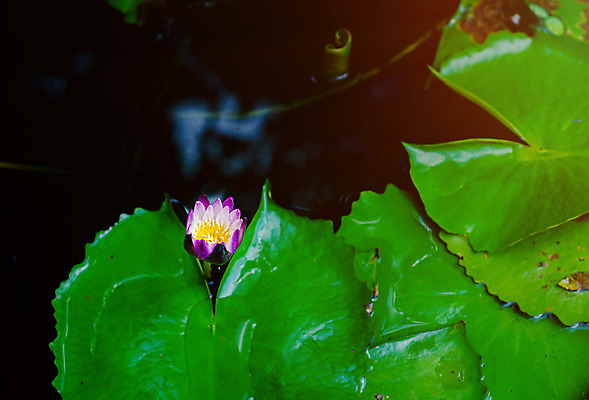 포토 JPG 해외이미지 식물 꽃잎 꽃 아시아 분홍색 백그라운드 잎 꽃무늬 태국 자연 사람없음 야외 장식 초록색 물 파란색 컬러풀 노란색 정원 보라색 어둠 봄 벚꽃 연못 개화 우아함 닫기 떨어짐 제비꽃 묘사 싱글 신성 내추럴 이국적 해외202004 해외포토 자연요소 계절 나라 컬러 컨셉 무늬 모션 생태계 파일형식 이미지허브