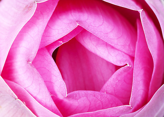 포토 JPG 해외이미지 전통 디자인 꽃 실루엣 아시아 문화 분홍색 백그라운드 꽃무늬 패턴 연꽃 미술 사람없음 장식 빨간색 물 여름 컬러풀 정원 일본 스파 흰색 신선 개화 우아함 백합 인도인 심볼 원예 신성 내추럴 고립 아열대 해외202004 해외포토 자연요소 외국인 식물 계절 나라 컬러 컨셉 무늬 문화예술 촬영기법 동양인 취미 파일형식 이미지허브