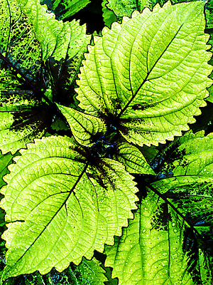 포토 JPG 해외이미지 식물 계절 줄기 백그라운드 잎 패턴 자연 추상 풍경 사람없음 야외 초록색 여름 빛 햇빛 평화 환경 화목 침묵 봄 활발 젖음 성장 신선 허브 순수 유기농 생물학 내추럴 광합성 생태학 해외202004 해외포토 웰빙 교육 컬러 컨셉 무늬 태양 소리 생태계 파일형식 이미지허브