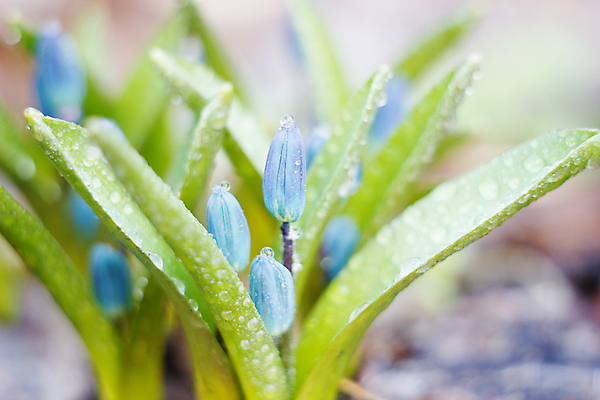 포토 JPG 해외이미지 식물 계절 꽃잎 꽃 꽃다발 백그라운드 잎 겨울 꽃무늬 자연 사람없음 야외 초록색 파란색 머리 정원 봄 성장 벚꽃 신선 개화 떨어짐 숲 4월 묘사 내추럴 블루벨 처음 헌병 해외202004 해외포토 컬러 컨셉 무늬 신체부위 군인 날짜 생태계 파일형식 이미지허브