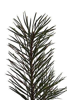 포토 JPG 해외이미지 나무 식물 전통 계절 백그라운드 크리스마스 겨울 자연 휴가 사람없음 장식 초록색 흰색 나뭇가지 축하 소나무 숲 상록수 침엽수 내추럴 노엘 해외202004 해외포토 기념일 컬러 컨셉 생태계 파일형식 이미지허브