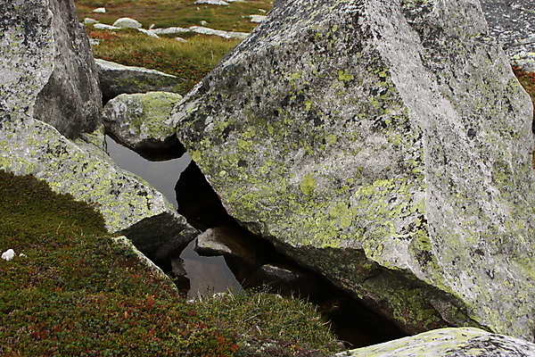 포토 JPG 해외이미지 벽 잎 지도 자연 표면 이끼 사람없음 초록색 얼룩 닫기 숲 지역 건너기 고체 그런지 방법 해외202004 해외포토 식물 컬러 모션 생태계 파일형식 이미지허브