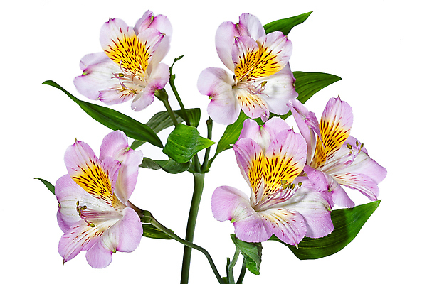 포토 JPG 해외이미지 디자인 꽃 문화 꽃다발 백그라운드 잎 자연 미술 사람없음 장식 빨간색 초록색 흰색 화려 닫기 꽃집 고립 구성 해외202004 해외포토 식물 컬러 컨셉 모션 문화예술 상점 생태계 파일형식 이미지허브