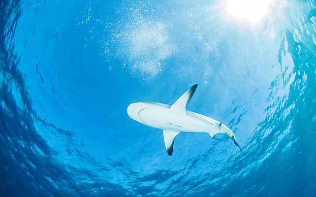 포토 JPG 해외이미지 동물 야생동물 스포츠 바다 여행 백그라운드 자연 어류 사람없음 야외 물 파란색 바닷속 수중 산호 위험 육식동물 암초 깊이 바하마 해외202004 해외포토 자연요소 컬러 컨셉 수중동물 자포동물 생태계 파일형식 이미지허브