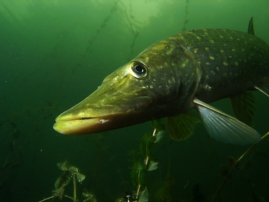 포토 JPG 해외이미지 식물 동물 야생동물 잎 자연 어류 사람없음 초록색 물 여름 사진촬영 수중 스노클링 잠수함 동물상 민물 해외202004 해외포토 자연요소 계절 컬러 조형물 촬영 수중동물 수상스포츠 생태계 파일형식 이미지허브